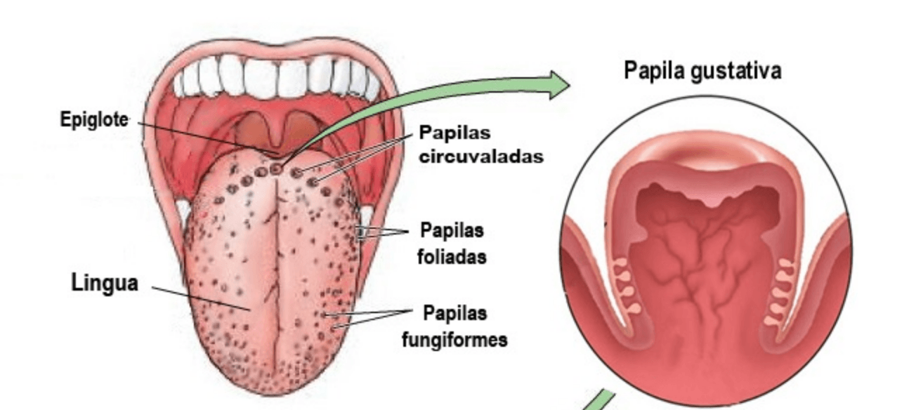 papilas foliadas