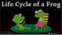 Frog Life Cycle