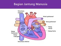 sistem peredaran darah dan pernapasan - Kelas 10 - Kuis