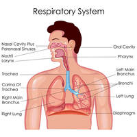 the circulatory and respiratory systems - Class 11 - Quizizz