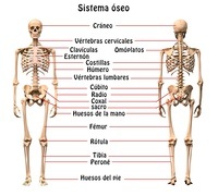 o sistema reprodutivo - Série 6 - Questionário