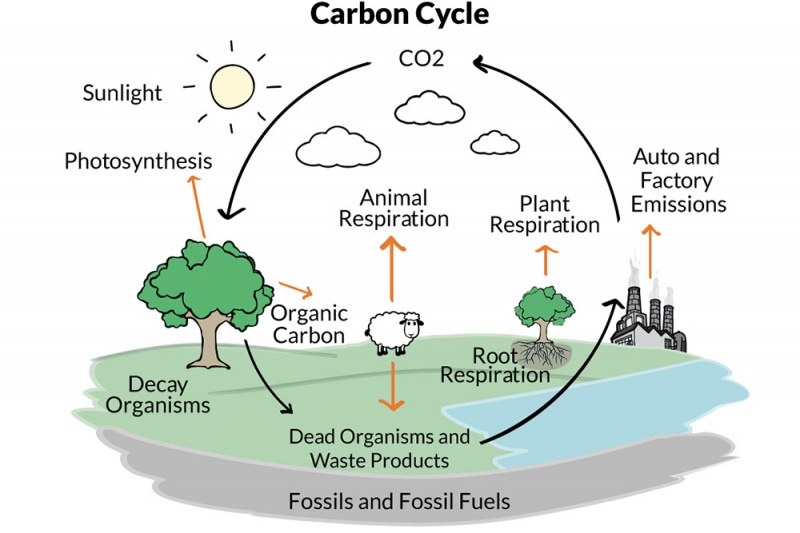 carbon-cycle-1-7k-plays-quizizz