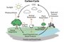 Carbon Cycle