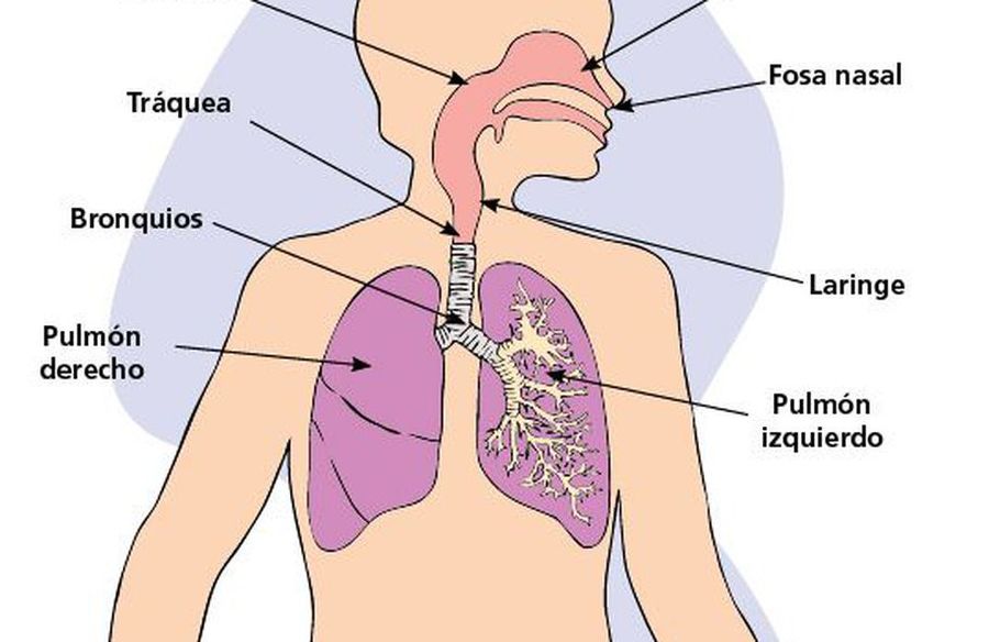 diagrama del sistema respiratorio para 5to grado