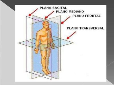 Anatomia Humana Quizzes