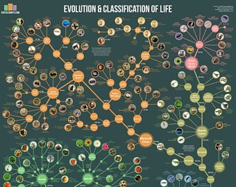 Biology Staar Review: Cat 3-Evolution & Classification | Quizizz