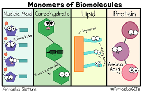 Biomolecules (Amoeba Sisters) | Quizizz