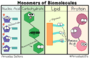 Cell Biomolecules