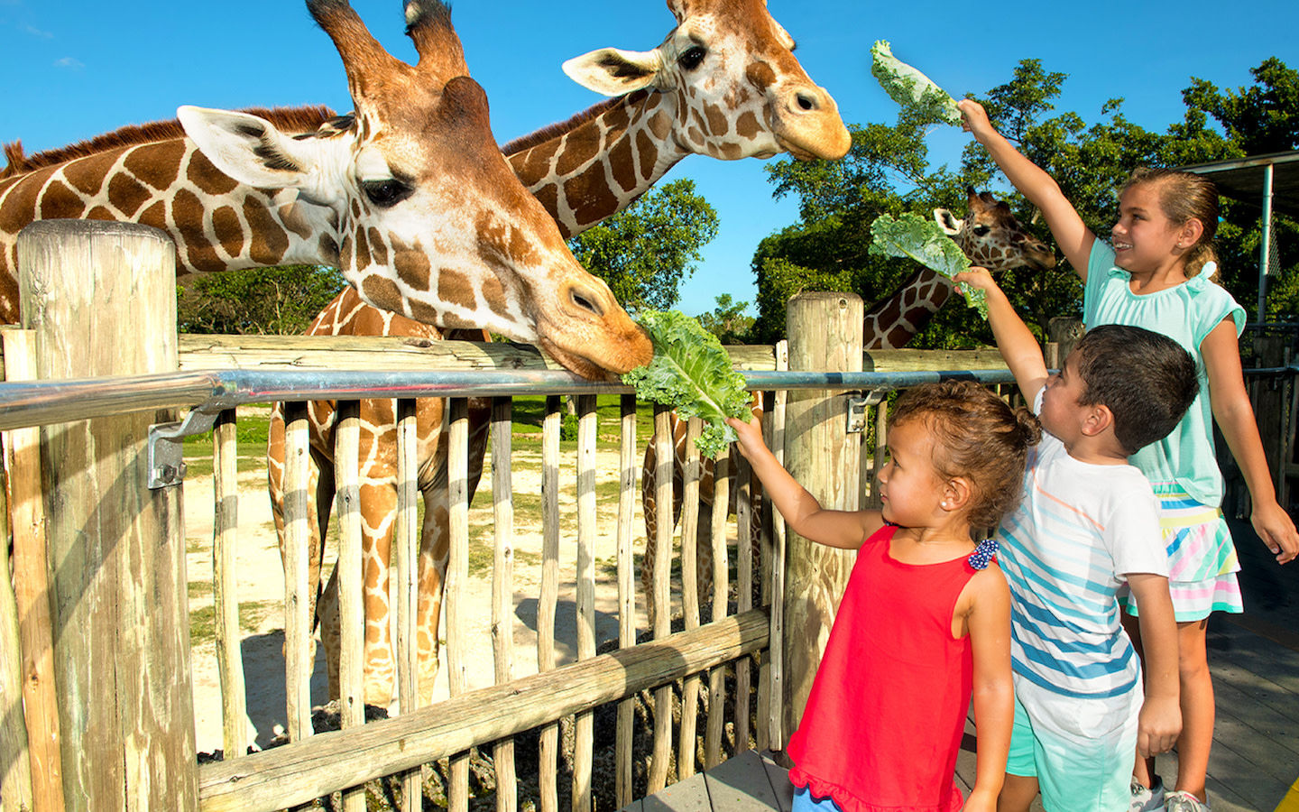 Zoo Conservation Programs