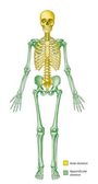Skeleton & Bones Review