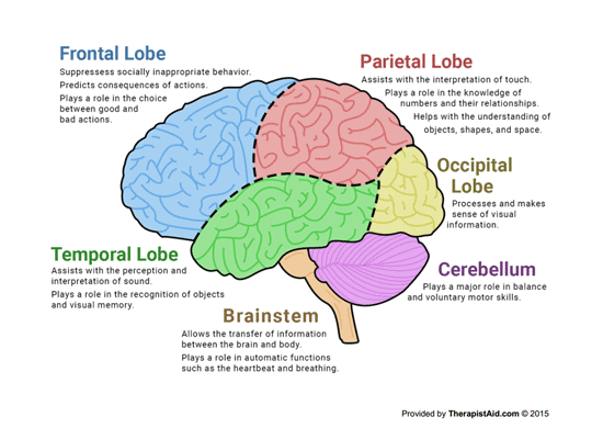 Localizers vs. Whole Brainers vs. Modern Brain Science Quiz - Quizizz