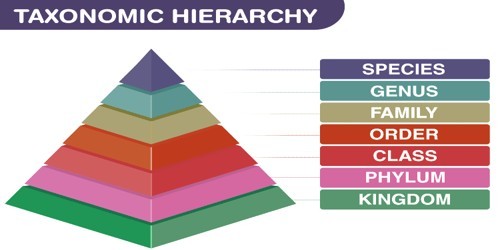 TAXONOMIC HIERARCHY | 68 plays | Quizizz