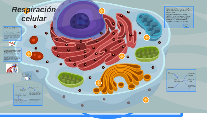 respiración celular - Grado 6 - Quizizz