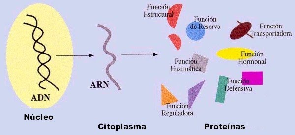 síntesis de arn y proteínas Tarjetas didácticas - Quizizz