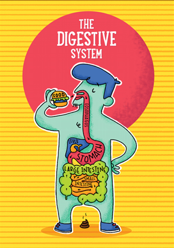 Human Digestive System 362 Plays Quizizz