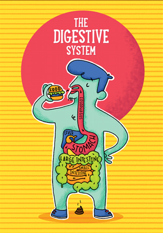 the digestive and excretory systems - Class 3 - Quizizz