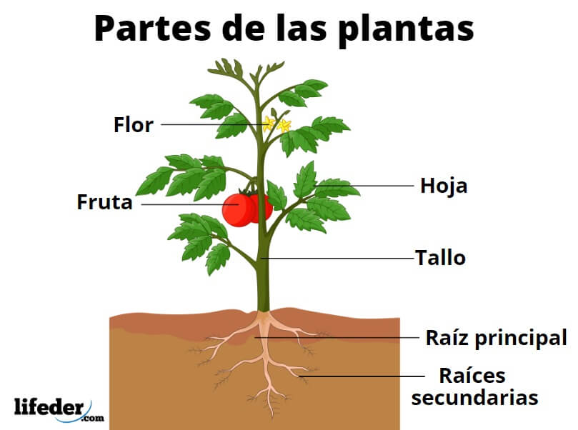 partes da planta e suas funções - Série 6 - Questionário