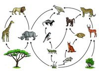 food chain - Grade 9 - Quizizz