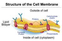 membranes and transport Flashcards - Quizizz