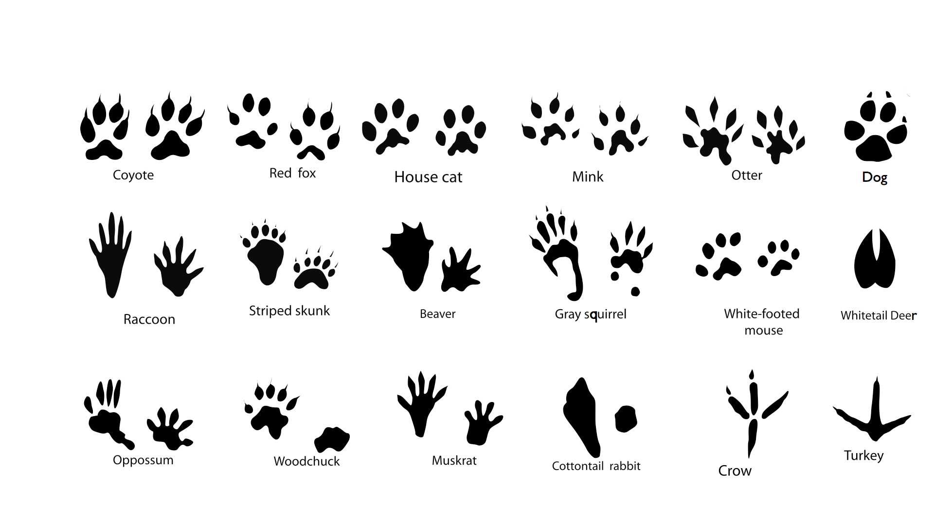 Wildlife Tracks Identification 