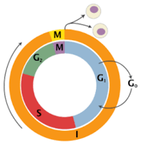 the cell cycle and mitosis - Year 12 - Quizizz