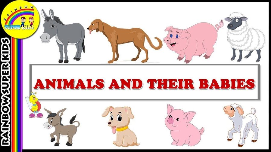 ENGLISH YEAR 5: ANIMALS AND THEIR BABIES | Grammar - Quizizz