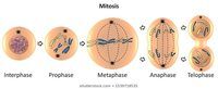 meiosis - Year 10 - Quizizz
