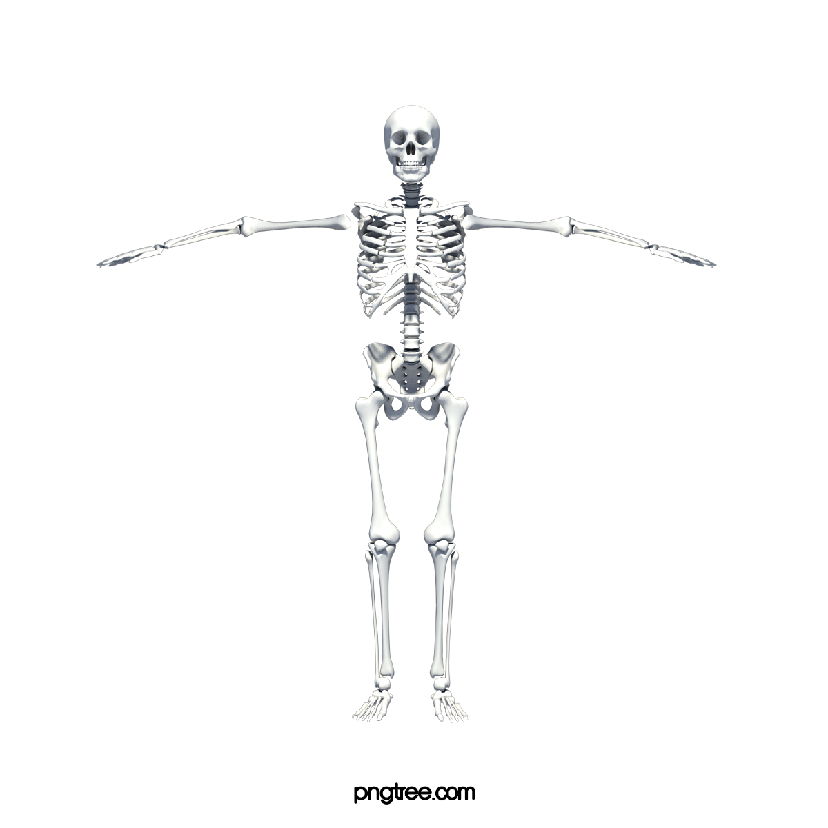 Human Skeleton