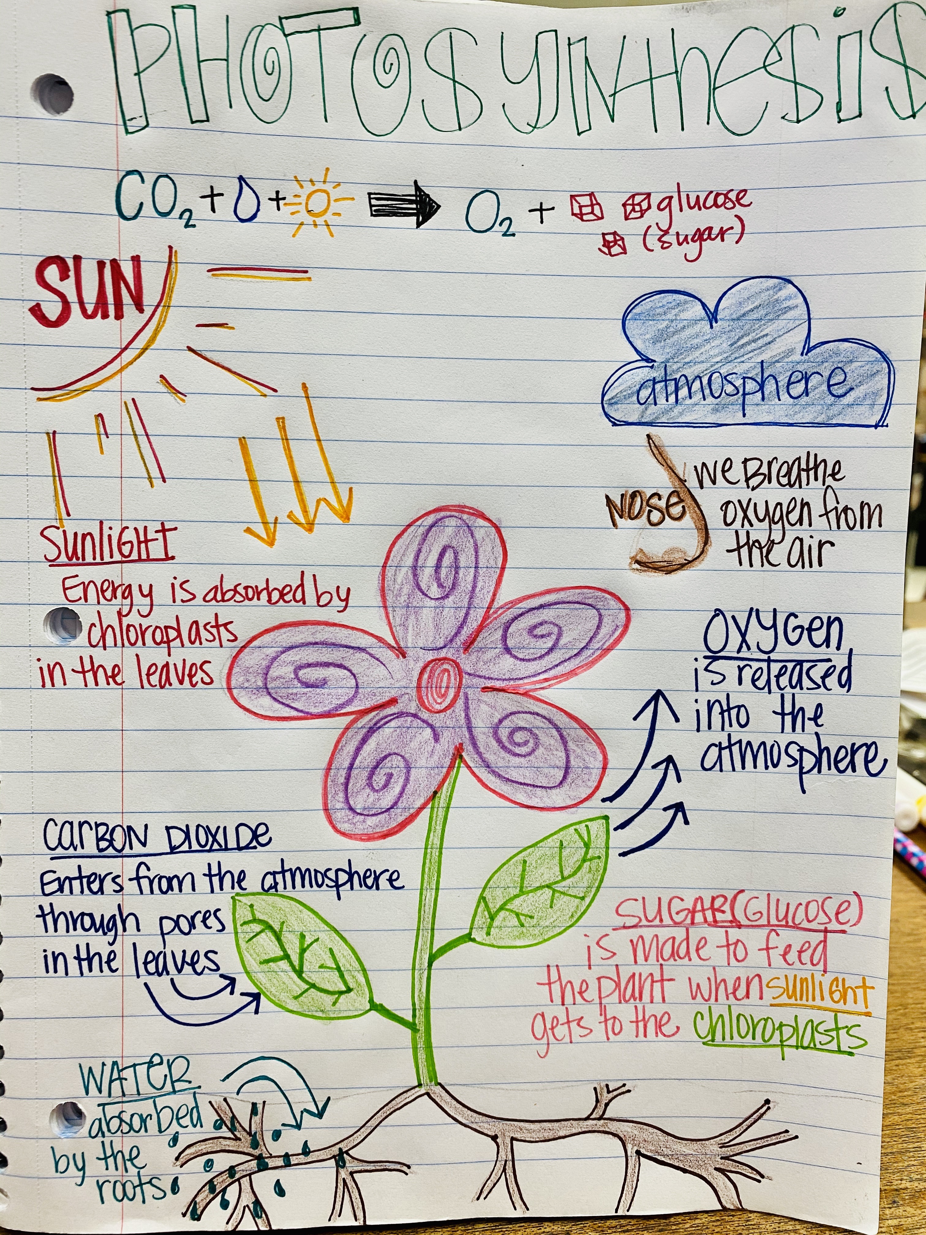 Photosynthesis questions & answers for quizzes and tests - Quizizz