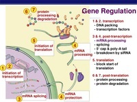 gene regulation - Year 9 - Quizizz