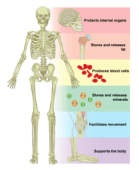 the reproductive system - Year 9 - Quizizz