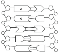 struktur dan replikasi DNA - Kelas 9 - Kuis