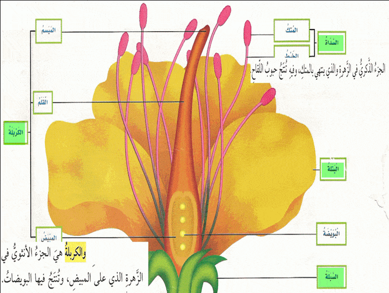 الأنثوي الجزء الكربلة الزهرة هي في أجزاء الزهرة