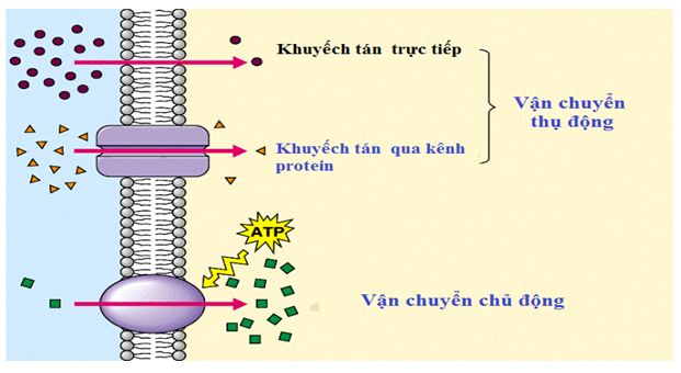 màng và vận chuyển - Lớp 3 - Quizizz