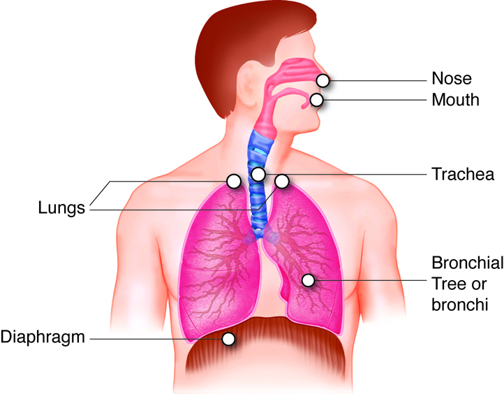 parts of respiratory system for kids