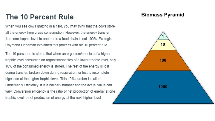 energy pyramid 10 percent rule
