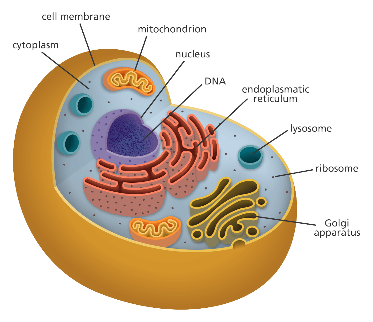 Review Cells and Organelles