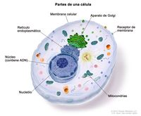 El ciclo celular y la mitosis. - Grado 6 - Quizizz