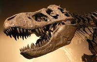 fossils Flashcards - Quizizz