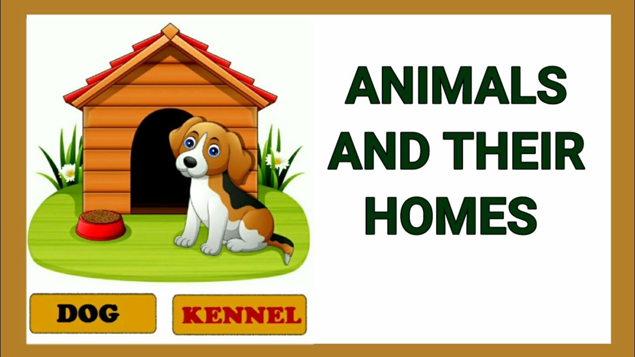 ANIMALS HOMES | English - Quizizz