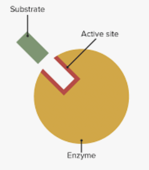 Enzyme Questions