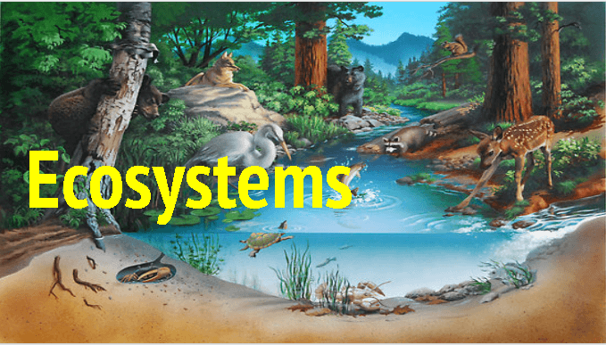 Introduction to Ecosystems Review Lesson | Science - Quizizz