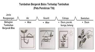 1 9 Gerak Balas Dalam Tumbuhan