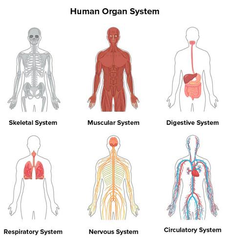 Human Body questions & answers for quizzes and tests - Quizizz