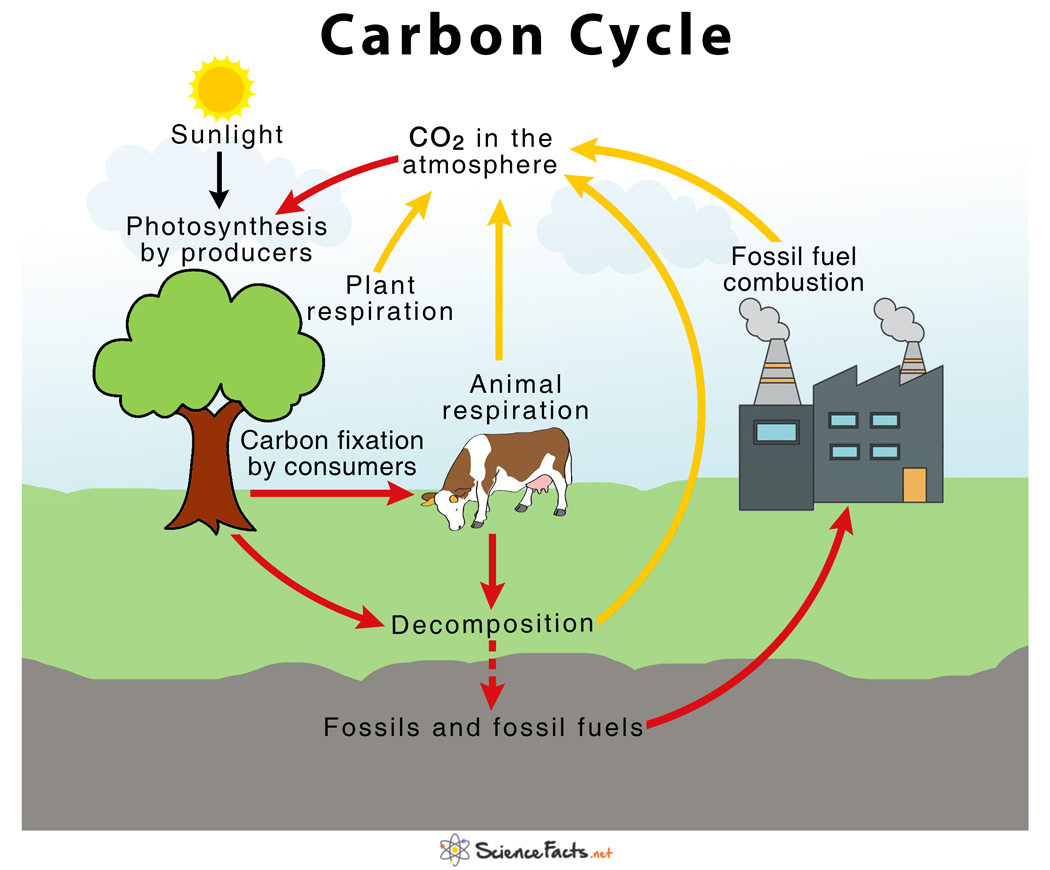 Cycling of Matter