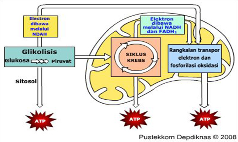 metabolisme - Kelas 12 - Kuis