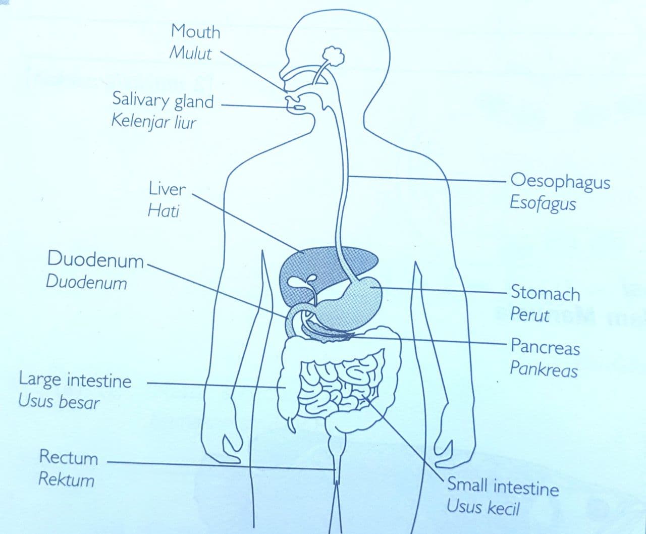 biologi manusia - Kelas 2 - Kuis