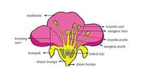 diagram sel tumbuhan - Kelas 6 - Kuis