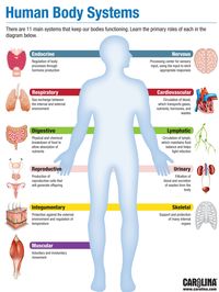 the digestive and excretory systems - Grade 6 - Quizizz