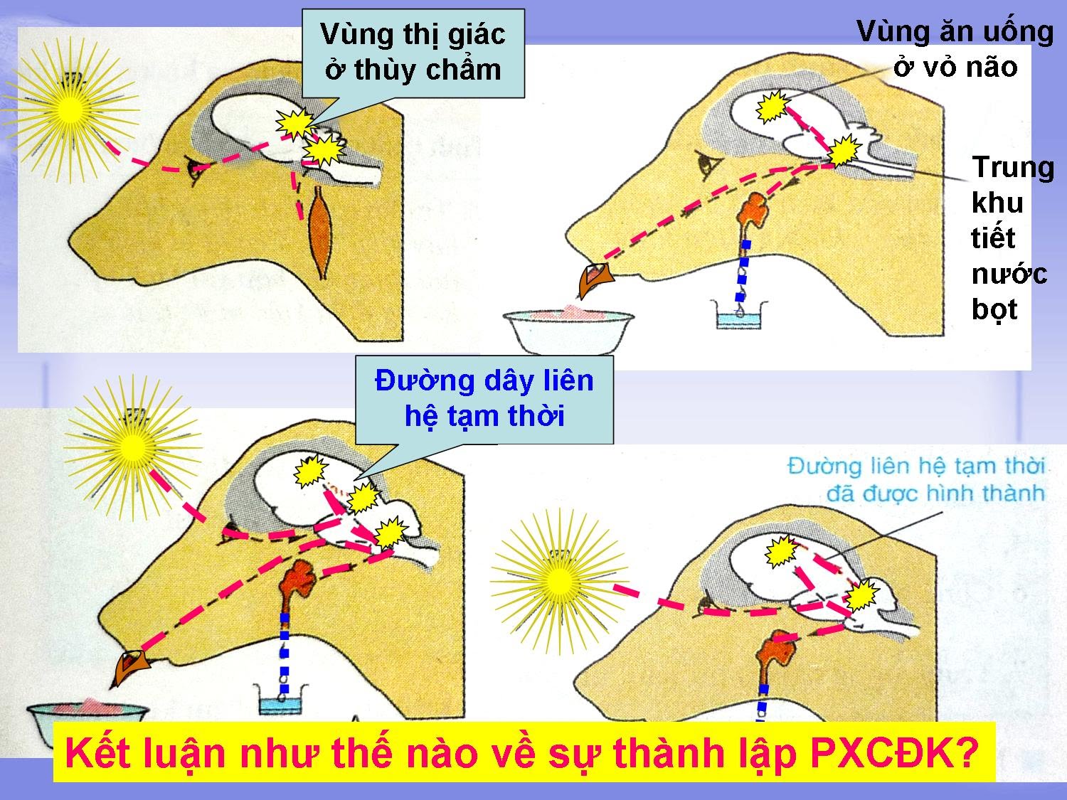 xác suất có điều kiện - Lớp 8 - Quizizz